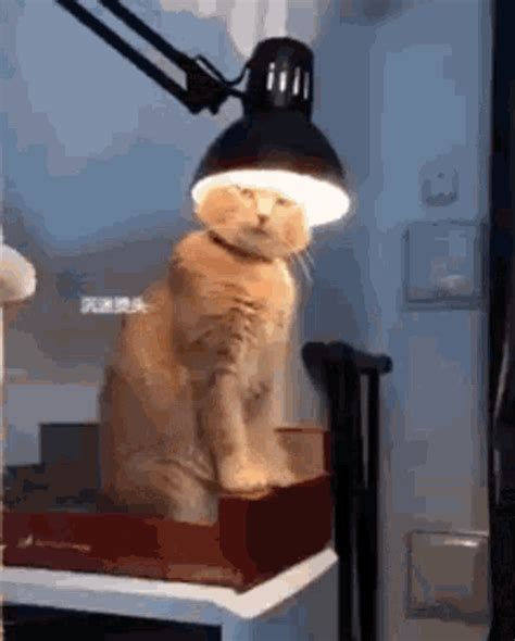 light gif|funny lights gif.